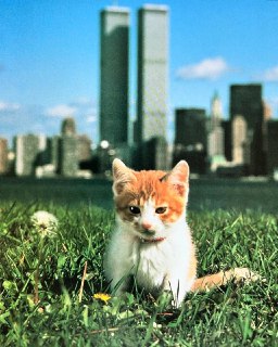 Милые котята на каникулах