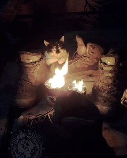 Фронтовые котики: рубрика «Будни солдата»