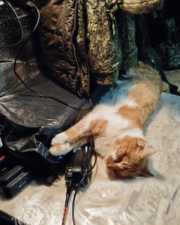 Иллюстрация 4