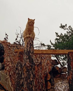 Иллюстрация 6