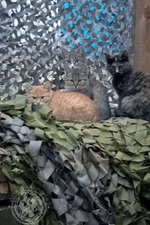 Иллюстрация 2