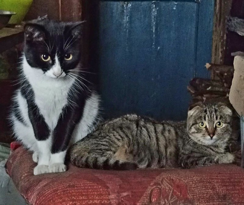 В Орле животным из приюта пришлось срочно эвакуировать из-за атаки БПЛА и непогоды