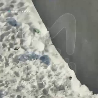 В гипермаркете поселилась ласка