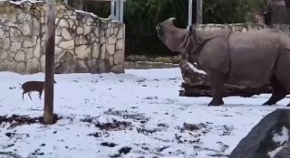 Мини-олень бодал носорога в Вроцлавском зоопарке