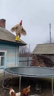 Видео из вероятного будущего: высадка войск друкхари на Поркус