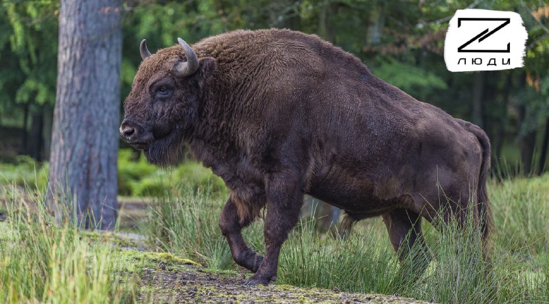 Иллюстрация 2