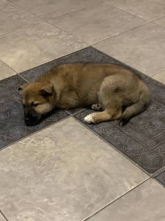 Щенка, которого избили в Отрадном, приютили волонтеры